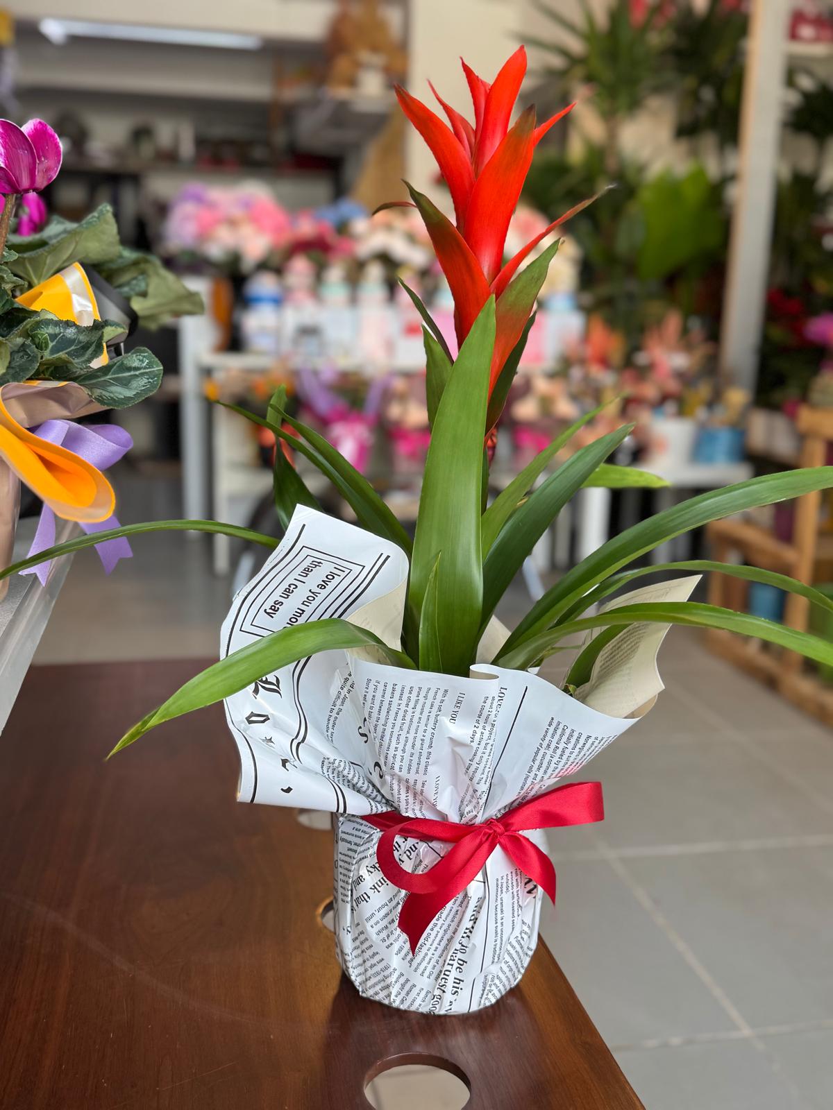 Ankara Çiçekçi - Guzmania Bitkisi Saksıda