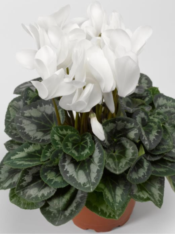 Ankara Çiçekçi - Siklamen Bitkisi  Saksı Çiçek