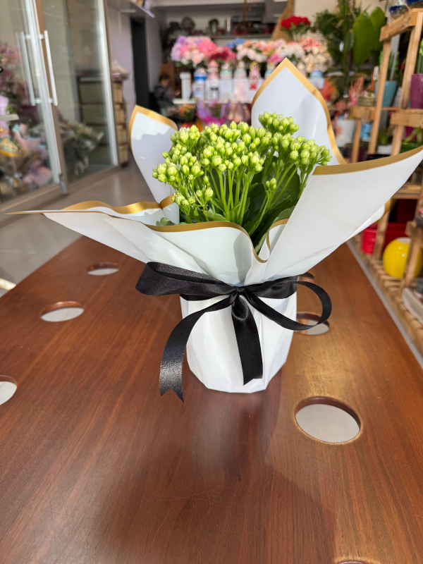  Ankara Çiçek Siparişi - Kalanşo Saksıda