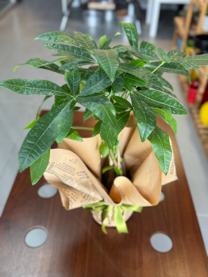  Ankara Çiçek Siparişi - Pachira Örgülü