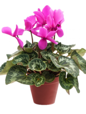  Ankara Çelenk Siparişi - Siklamen Bitkisi  Çiçek 