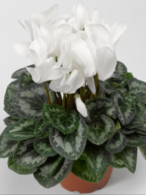 Ankara Çiçekçi - Siklamen Bitkisi  Saksı Çiçek