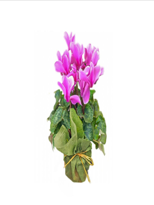  Ankara Çiçek Siparişi - Siklamen Bitkisi  Çiçek 