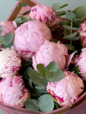  Ankara Çelenk Siparişi - Siklamen Bitkisi  Çiçek 