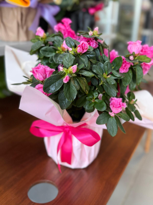  Ankara Çiçek Siparişi - Açelya Çiçeği