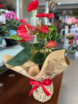  Çayyolu Çiçekçi - Filamingo Çiçeği Saksıda