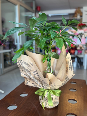  Ankara Çelenk Siparişi - Pachira Örgülü