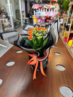  Ankara Çelenk Siparişi - Kalanşo Saksıda