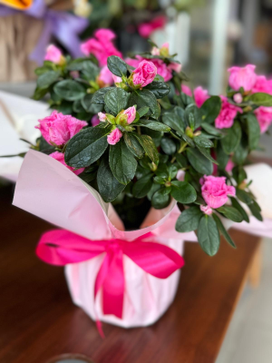  Ankara Çelenk Siparişi - Açelya Çiçeği