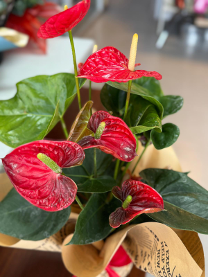 Ankara Çiçekçi - Filamingo Çiçeği Saksıda