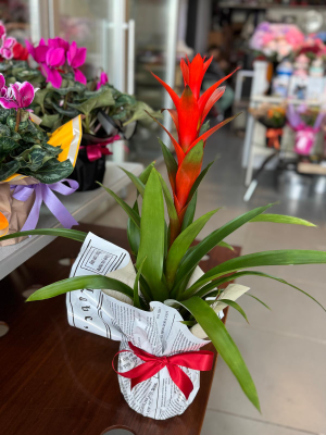  Ankara Çiçek Siparişi - Guzmania Bitkisi Saksıda